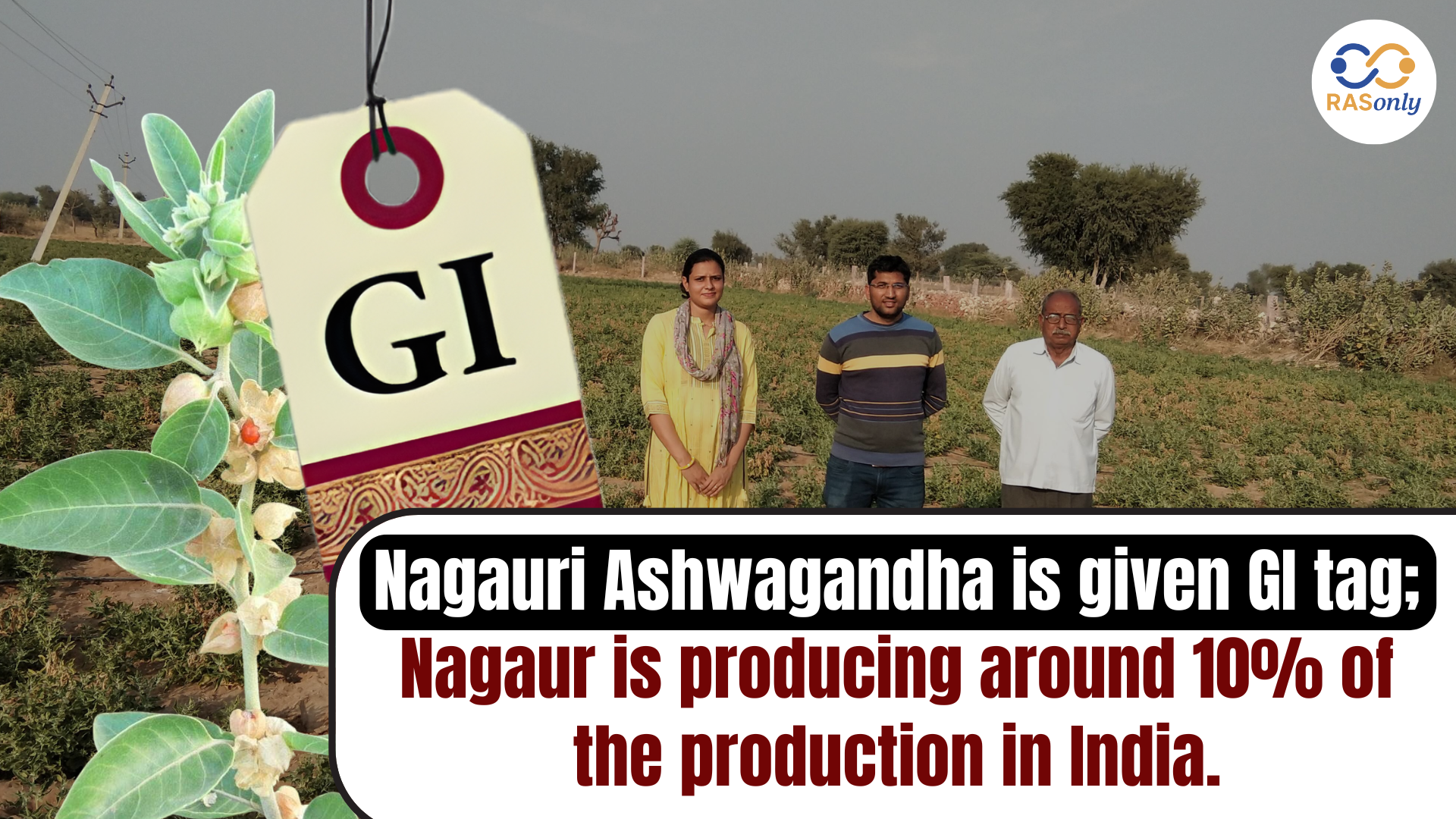 Gi Tagman Nagauri Ashwagandha GI Tag | Rajasthan Agriculture