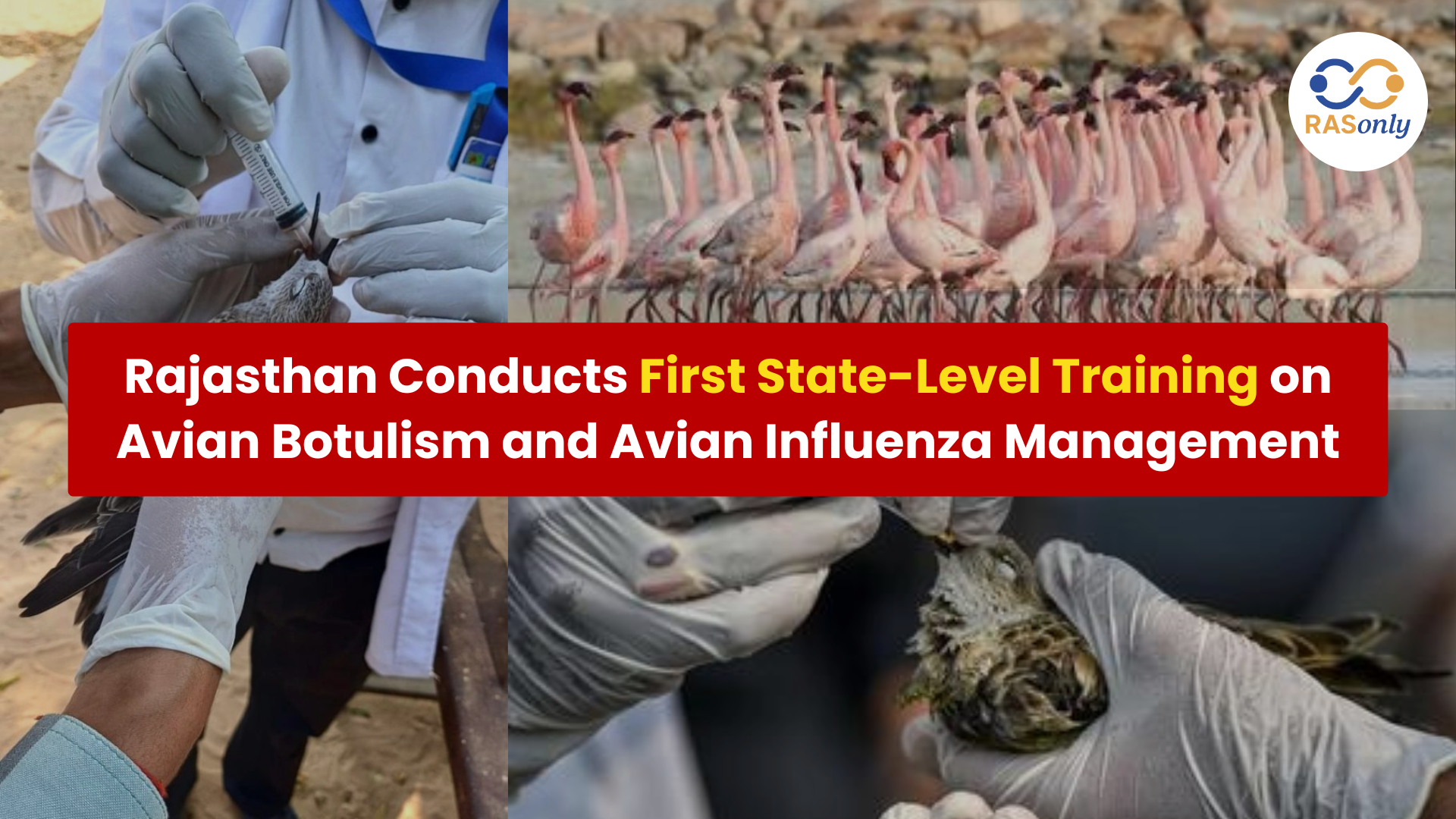 Rajasthan Hosts First State-Level Avian Disease Training Programme