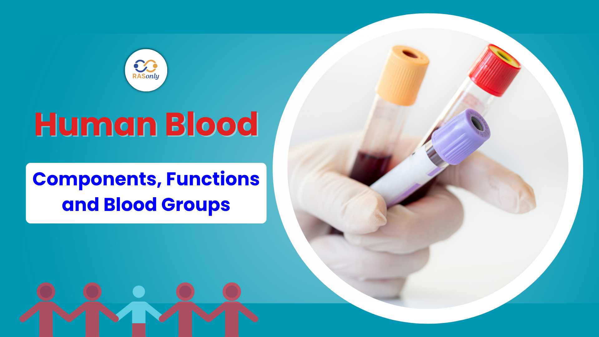 Human Blood: Functions, Blood Groups