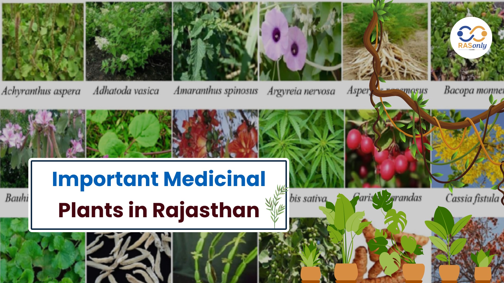 Important Medicinal Plants in Rajasthan